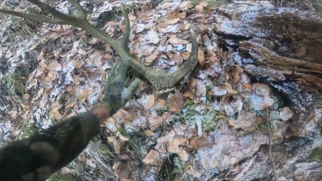 Bois de cerf - Gros 12 cors - 2,04 Kg ?❤? смотреть онлайн