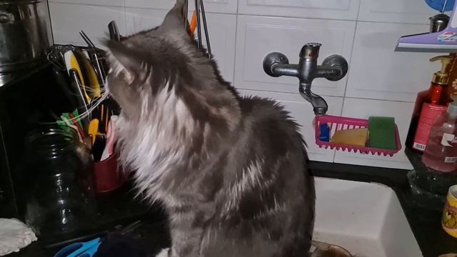 Maine Coon talking. Говорящий Мейн Кун Тоби.3 июня 2021 г. смотреть онлайн