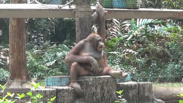 Орангутан-мыслитель в зоопарке Хошимина смотреть онлайн