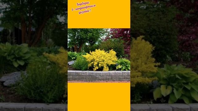 Барбарис в ландшафтном дизайне! Ландшафтный дизайн своими руками! смотреть онлайн