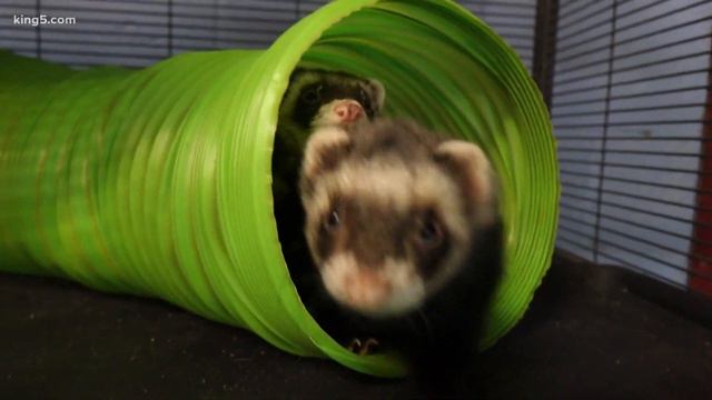 Tacoma indoor petting zoo endangered as pandemic continues to shut its doors смотреть онлайн