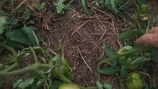 Помидоры Орлиный клюв на моем огороде смотреть онлайн