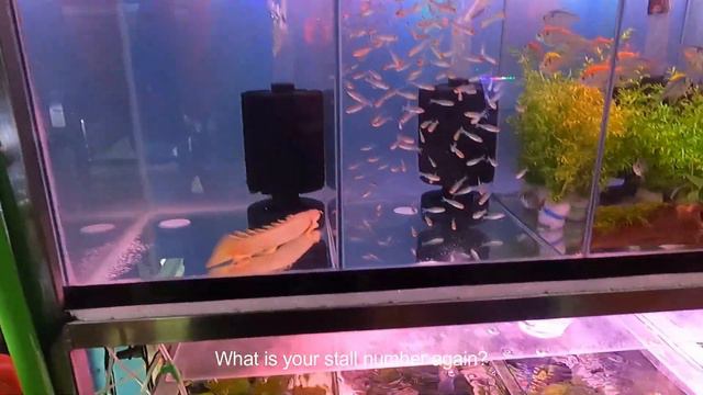 Buying Monster Fish and Lotus Plant at Cartimar | Vlog 27 смотреть онлайн