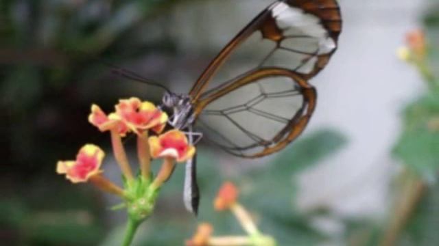 10 красивейших и особенных бабочек смотреть онлайн