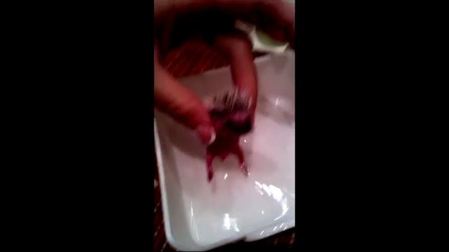 Африканские белобрюхие декоративные ёжики смотреть онлайн