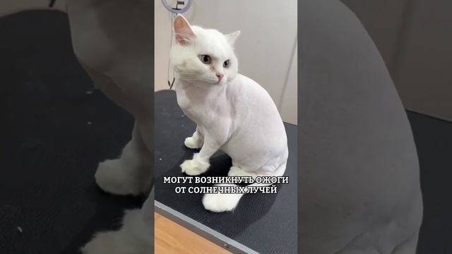 ПОЧЕМУ НЕЛЬЗЯ СТРИЧЬ КОШЕК? смотреть онлайн