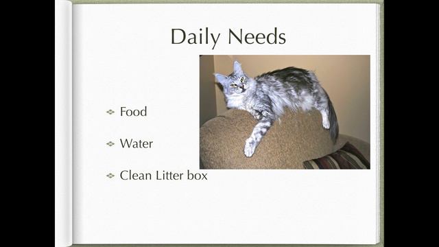 Why Own a Maine Coon Cat? смотреть онлайн