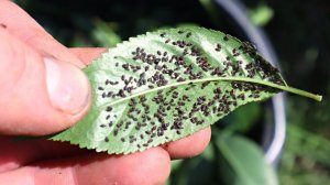 Натуральное средство от тли из СССР.  Сейчас о нем знают единицы, работает лучше химических средств.