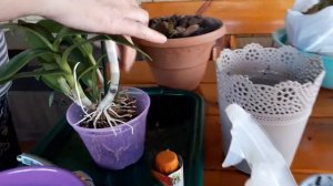 Пересаживаем цветущую орхидею дендробиум нобиле из магазина