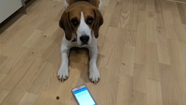 Хто більш слухняний?🤔 смотреть онлайн