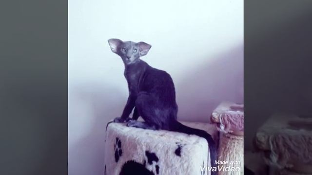 Котище ориентальный. Питомник Chrysolite. смотреть онлайн