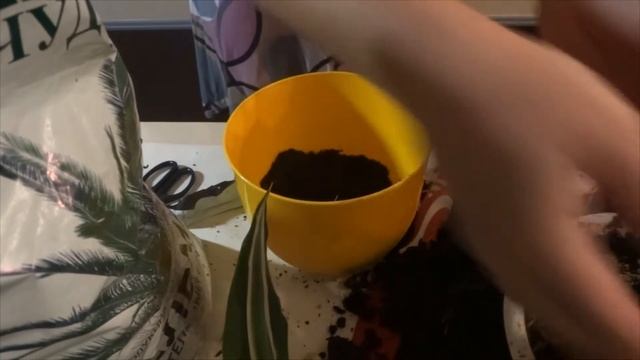Драцена размножение и пересадка: Моя драцена видео