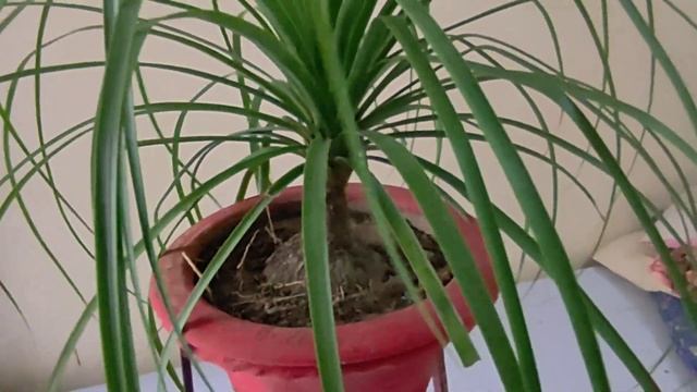 Care of Ponytail Palm(Beaucarnea recurvata)Nolina Palm care смотреть онлайн