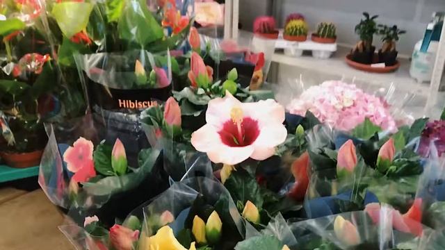 Удачный Сад. Горшечные цветы, обзор поступления смотреть онлайн
