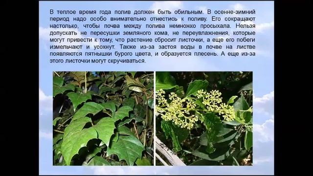 Роициссус смотреть онлайн