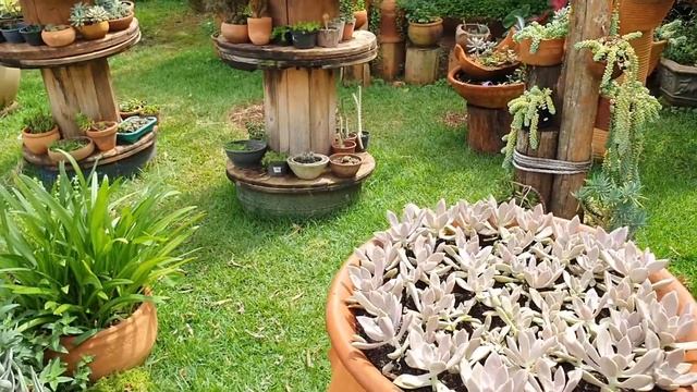 JARDIM GIGANTE - Ela Vive Cercada Por Plantas Suculentas E Caladium