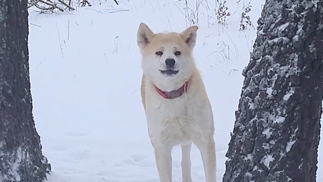 Катаюсь на мтб зимой/dirt Ride #mountainbike #bike #slopestyle #dirt  #mtb #gopro #bmx