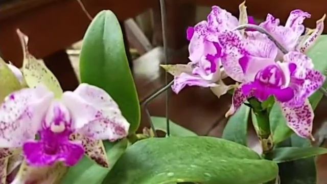 Cattleya Yuan Dung Sweet 'Dragonfruit'