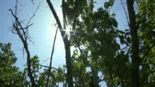 Живой мир. Китовая акула смотреть онлайн