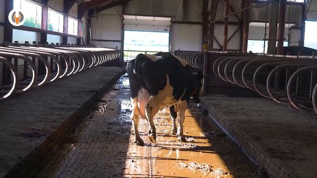 Походка коровы по шкале хромоты | Памятка для хозяйств смотреть онлайн