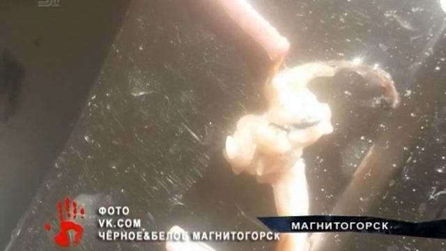 Жители Челябинской области едва не наелись рыбы с паразитами смотреть онлайн