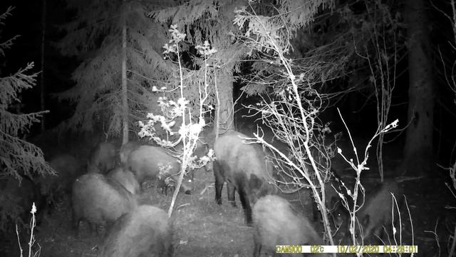 ? ? ?Лось, кабаны, барсуки на фото ловушке за 10 дней. 7 Октября 2020г. смотреть онлайн