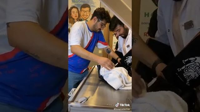 МЕГА ЗЛОЙ КОТ НА ПРИЕМЕ У ВРАЧА смотреть онлайн