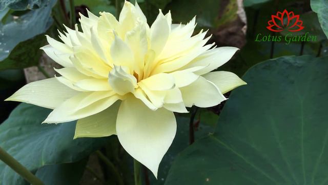 Autumn In Moling Lotus | Lotus Plant At Home