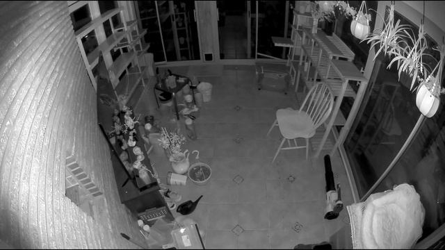 What my cat did at night😮(2) great surprise #funny #love #stray #cute #nature #camera смотреть онлайн