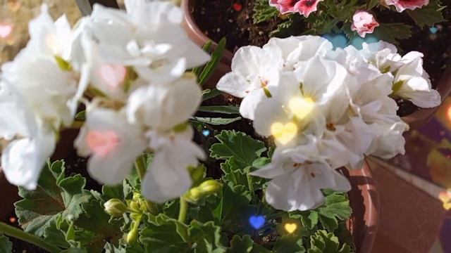 Привітання з Днем молоді . Свято Молоді. смотреть онлайн