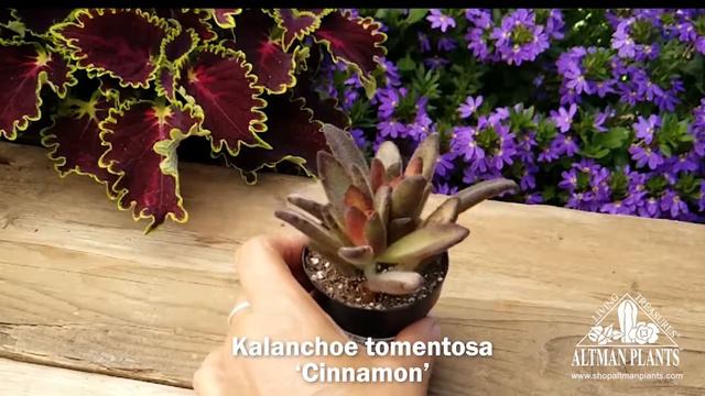 Quick Peek: Kalanchoe tomentosa 'Cinnamon' смотреть онлайн