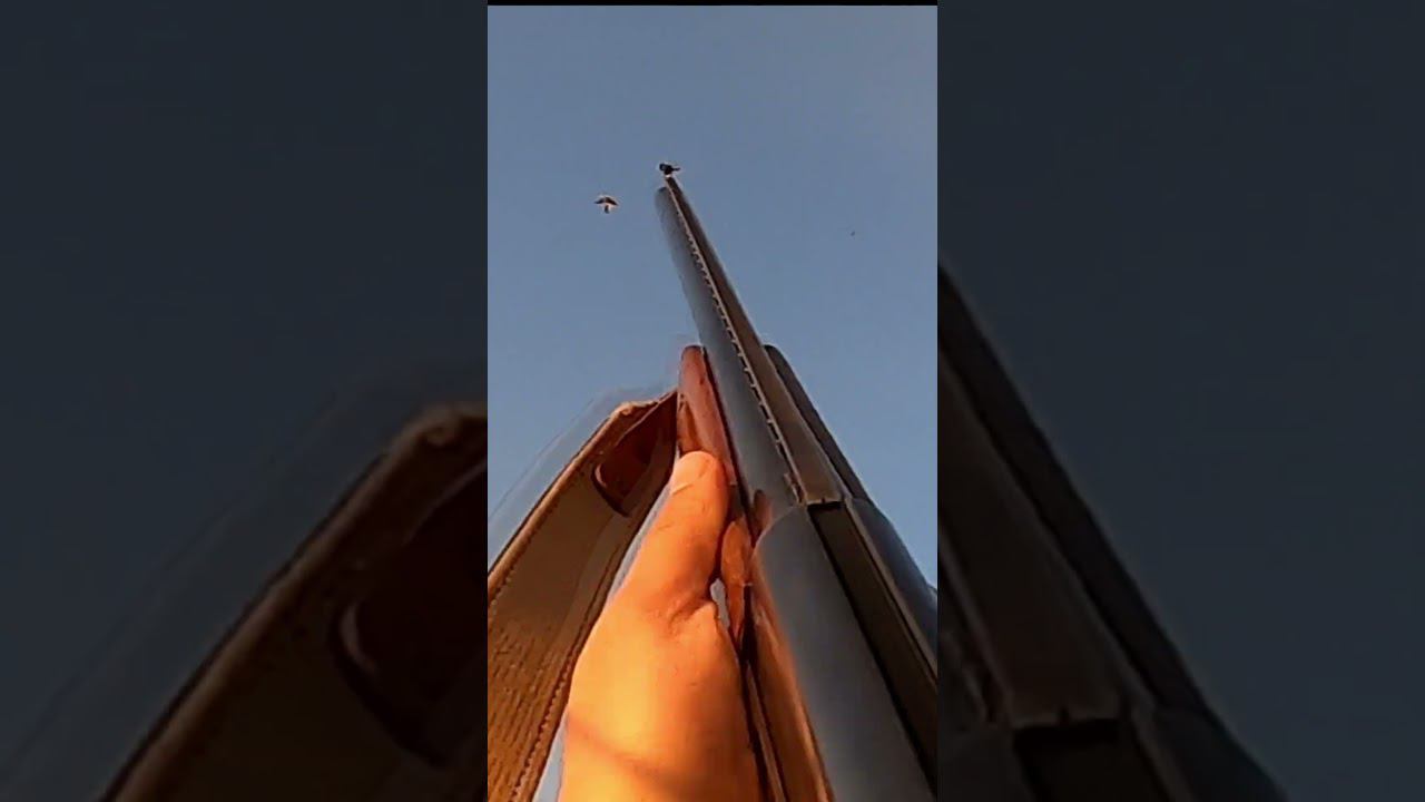 ВЕСЕННЯЯ ОХОТА. Добыл Чирка #охота #охотанауток смотреть онлайн