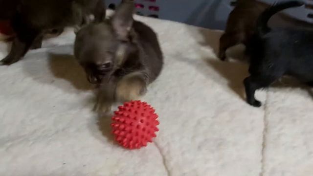 Щенки чихуахуа длинношерстные. смотреть онлайн