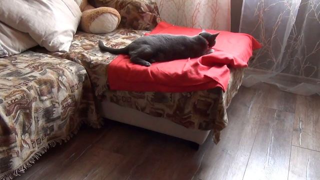 Дерганье кота во сне смотреть онлайн