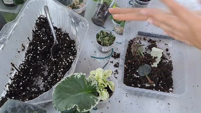 Новый стеллаж для фиалок. Отделяю детки от листа фиалки. Приглашаю в группу. смотреть онлайн