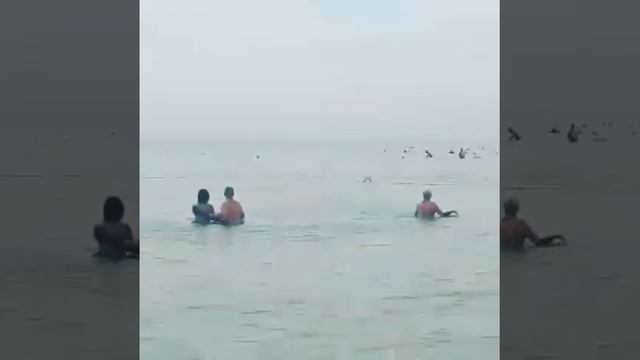 Дельфины в море играют с людьми или это предупреждение о чем то важном...... смотреть онлайн