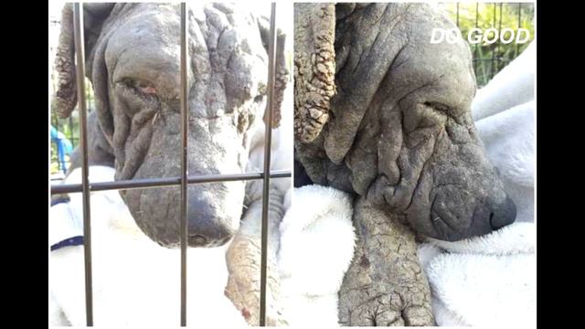 Больную окаменевшую собаку пытались спасти целый год