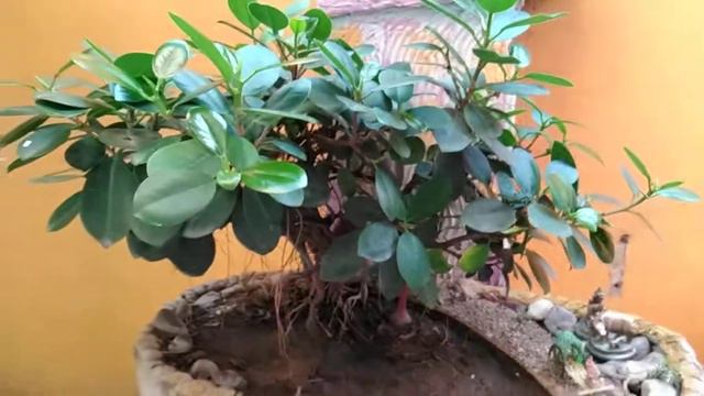 How to grow Ficus Bonsai Tree. 10 year's plant. смотреть онлайн