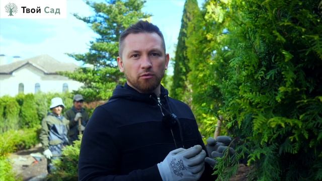 Туи: выбор и посадка #туи