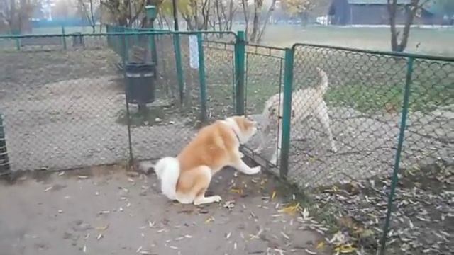 Barking Akita with arguments.AVI смотреть онлайн