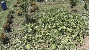 ?ДЫНИ И АРБУЗЫ? в открытом грунте 06.07.22г.Краснодарский край