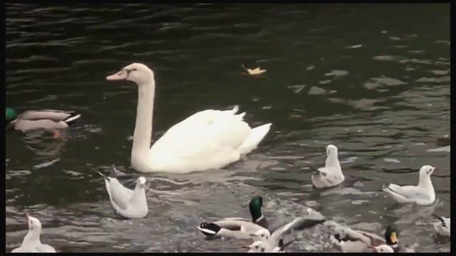 #Дюсельдорф #рождественскийбазар #праздник #рождество#германия смотреть онлайн