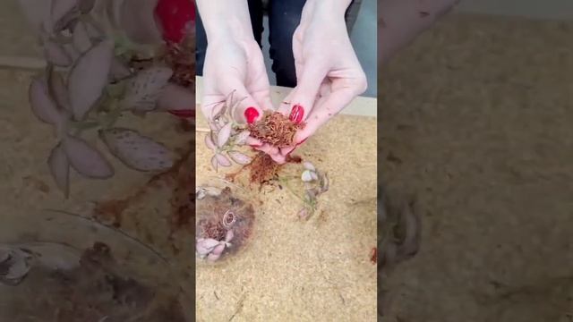 Флорариум из мха сфагнум fuscum смотреть онлайн