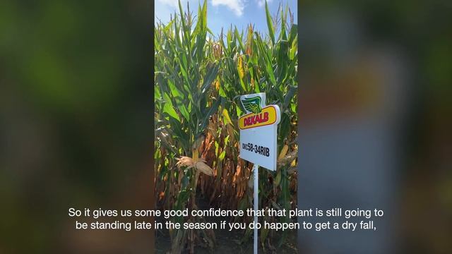 The Front Row: DEKALB® DKC58-34RIB - A Corn Hybrid with Above- and Below-Ground Insect Protection смотреть онлайн