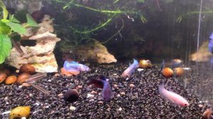 Петушки самки / Betta splendens females