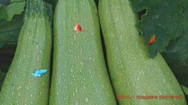 Кабачок обыкновенный Кавили F1 (kavili f1) ? Кавили F1 обзор: как сажать, семена кабачка Кавили F1 смотреть онлайн