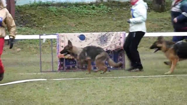 ЩЕНКИ КОБЕЛИ ринг _ RussianSiegerZuchtSchau 2013