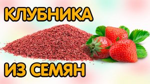 Рассада клубники: Как вырастить из семян в домашних условиях
