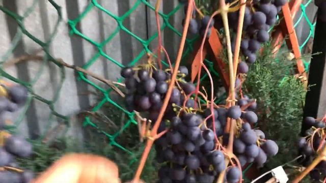 Виноград Загадка Шарова. смотреть онлайн