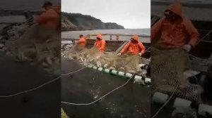 Ставной невод